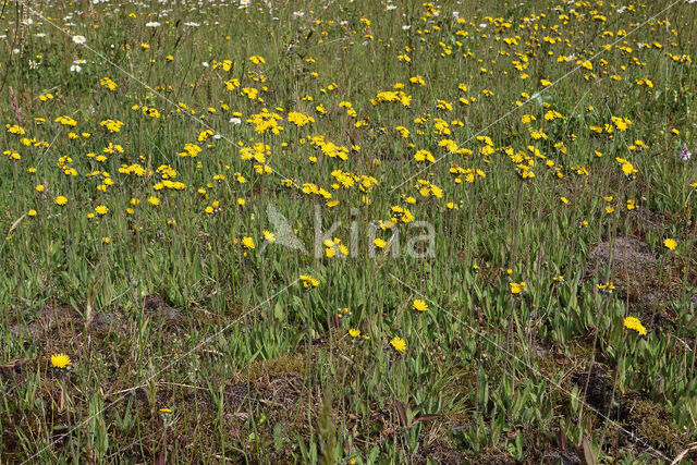 Weidehavikskruid (Hieracium caespitosum)