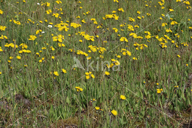 Weidehavikskruid (Hieracium caespitosum)