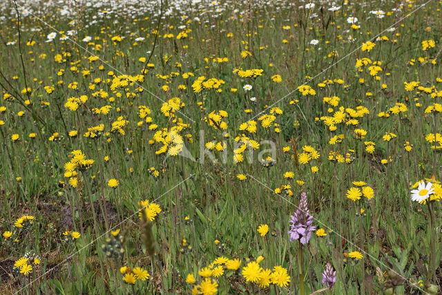 Weidehavikskruid (Hieracium caespitosum)