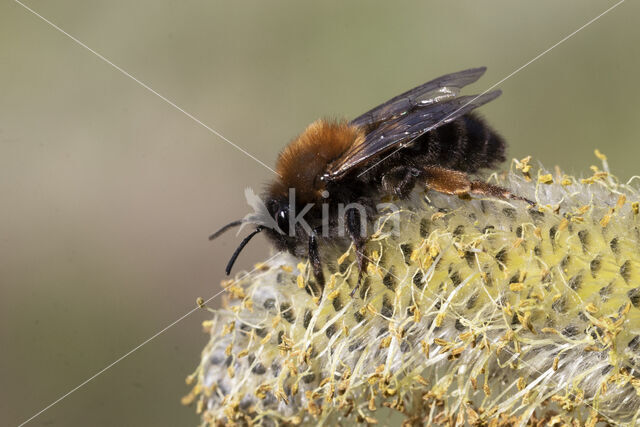 Clark's mining bee (Andrena clarkella)