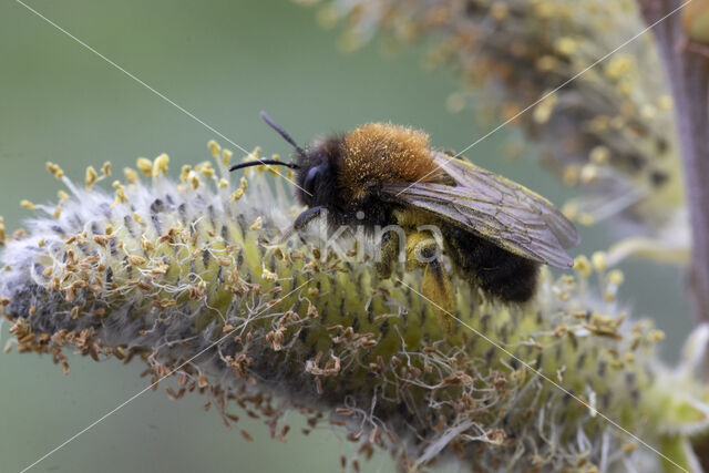 Zwart-rosse zandbij (Andrena clarkella)