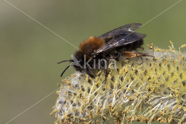 Zwart-rosse zandbij (Andrena clarkella)