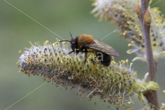 Zwart-rosse zandbij (Andrena clarkella)