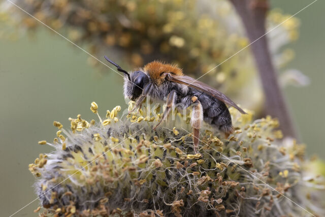 Roodgatje (Andrena haemorrhoa)