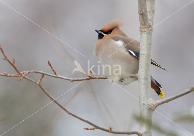 Bohemian Waxwing (Bombycilla garrulus)