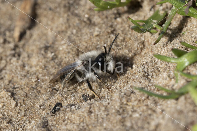 mining bee (Andrena vaga)