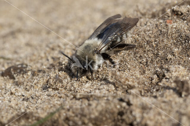 Grijze zandbij (Andrena vaga)