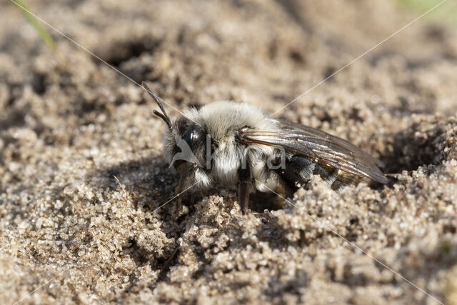 mining bee (Andrena vaga)