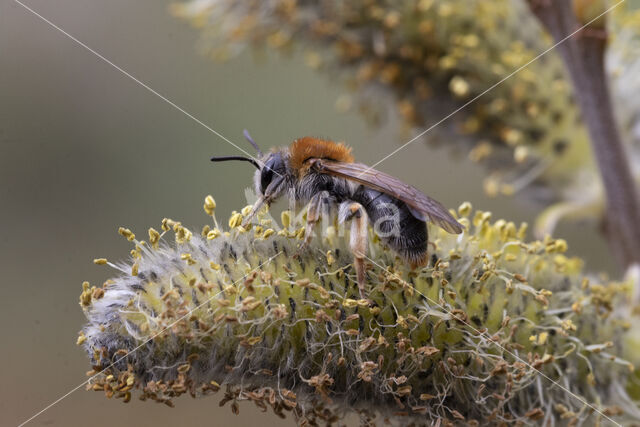 Early Mining Bee (Andrena haemorrhoa)