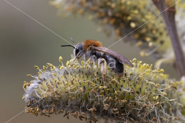 Roodgatje (Andrena haemorrhoa)