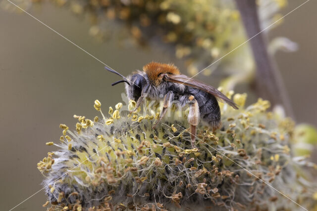 Early Mining Bee (Andrena haemorrhoa)