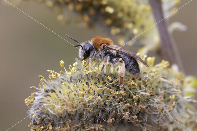 Early Mining Bee (Andrena haemorrhoa)