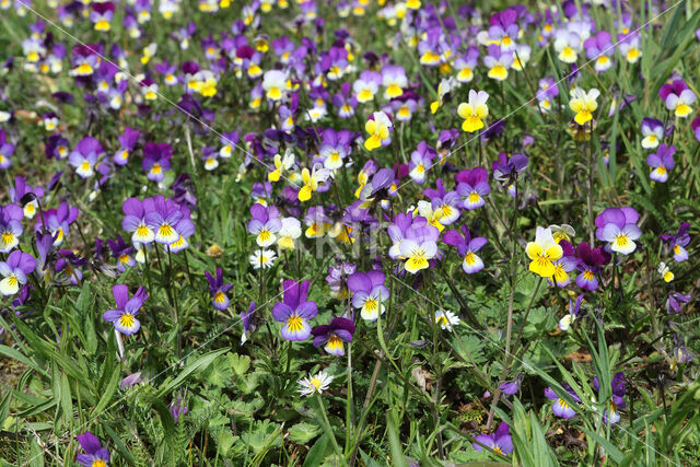 Driekleurig viooltje (Viola tricolor)