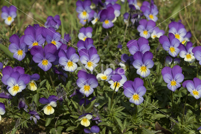 Wild Pansy (Viola tricolor)