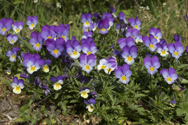 Driekleurig viooltje (Viola tricolor)