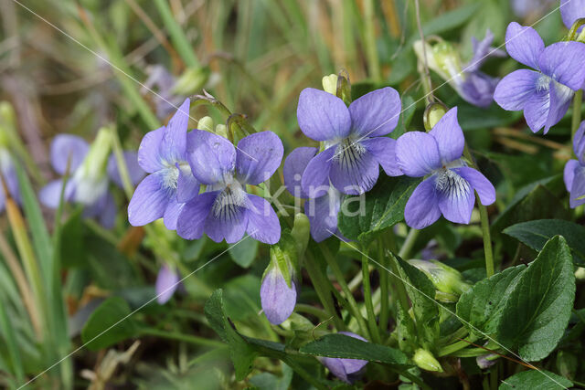 Hondsviooltje (Viola canina)