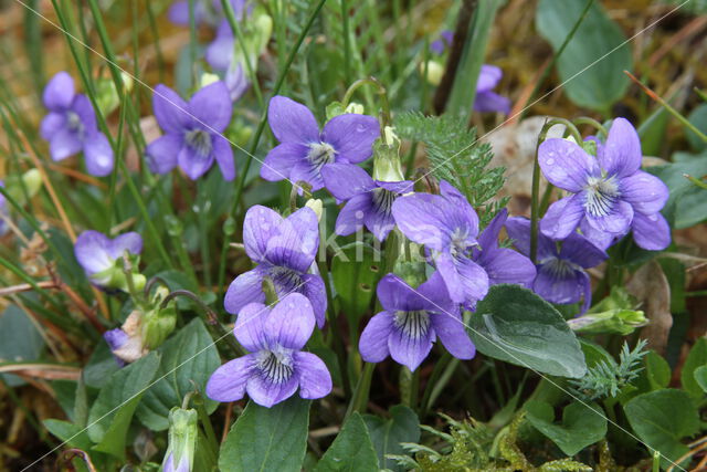 Hondsviooltje (Viola canina)