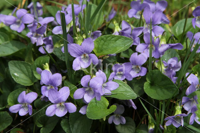 Hondsviooltje (Viola canina)