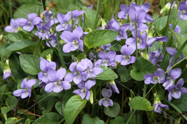 Hondsviooltje (Viola canina)