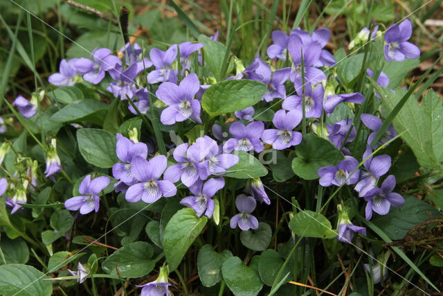 Hondsviooltje (Viola canina)