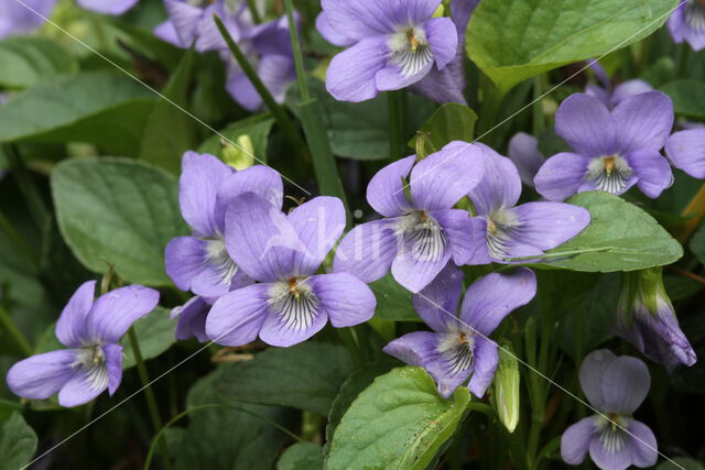 Hondsviooltje (Viola canina)