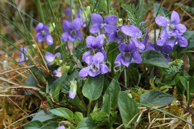 Hondsviooltje (Viola canina)