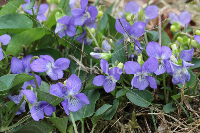 Hondsviooltje (Viola canina)