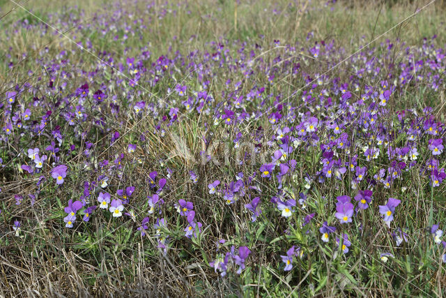 Driekleurig viooltje (Viola tricolor)