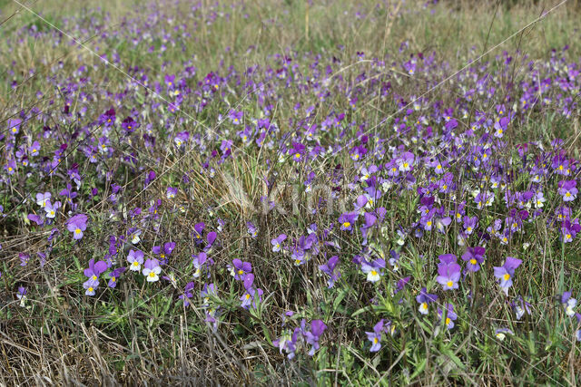 Wild Pansy (Viola tricolor)