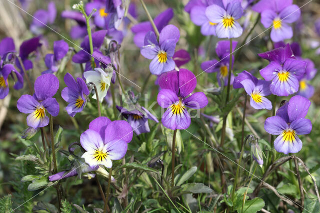 Wild Pansy (Viola tricolor)