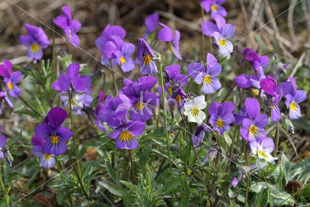 Driekleurig viooltje (Viola tricolor)