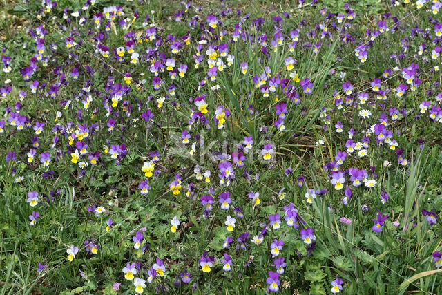 Driekleurig viooltje (Viola tricolor)