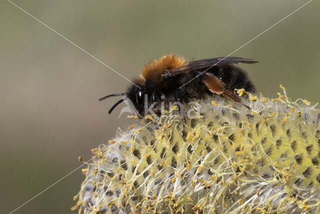 Zwart-rosse zandbij (Andrena clarkella)