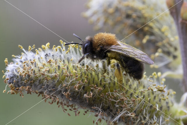 Zwart-rosse zandbij (Andrena clarkella)