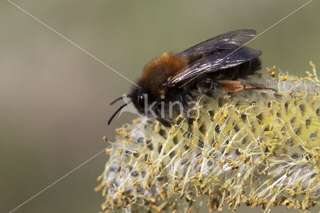 Zwart-rosse zandbij (Andrena clarkella)