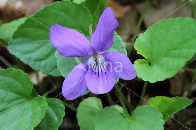 Early Dog-violet (Viola reichenbachiana)