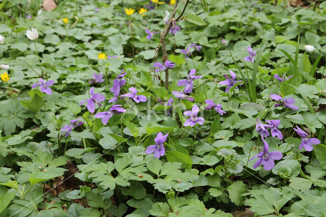 Early Dog-violet (Viola reichenbachiana)