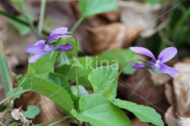 Early Dog-violet (Viola reichenbachiana)