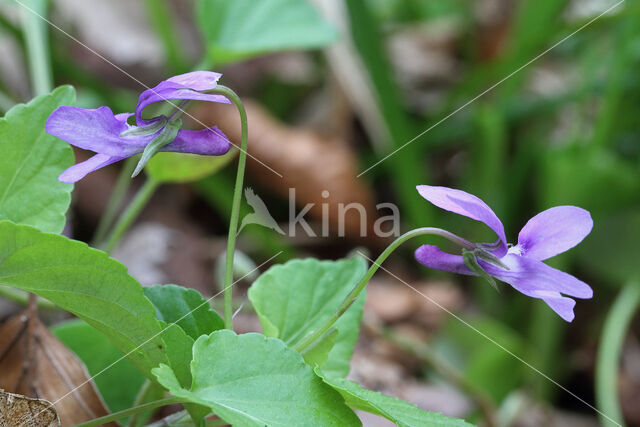 Early Dog-violet (Viola reichenbachiana)