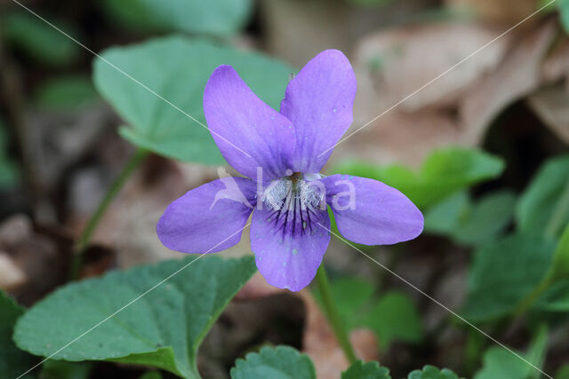 Early Dog-violet (Viola reichenbachiana)