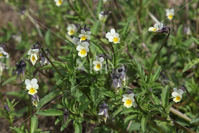 Field Pansy (Viola arvensis)