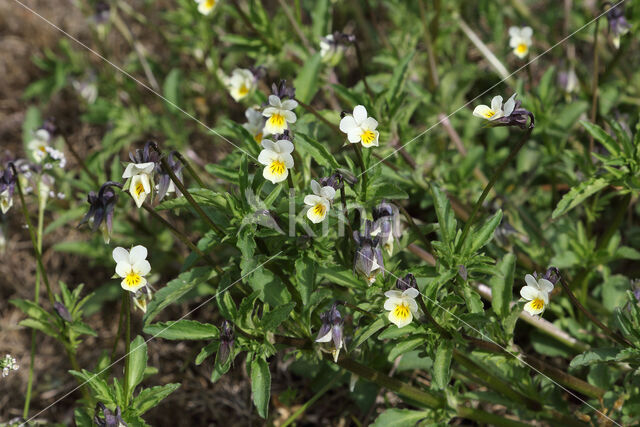 Field Pansy (Viola arvensis)