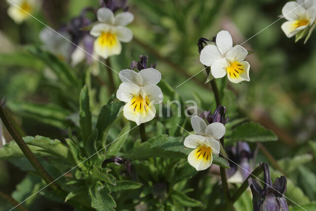 Field Pansy (Viola arvensis)