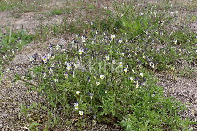Field Pansy (Viola arvensis)