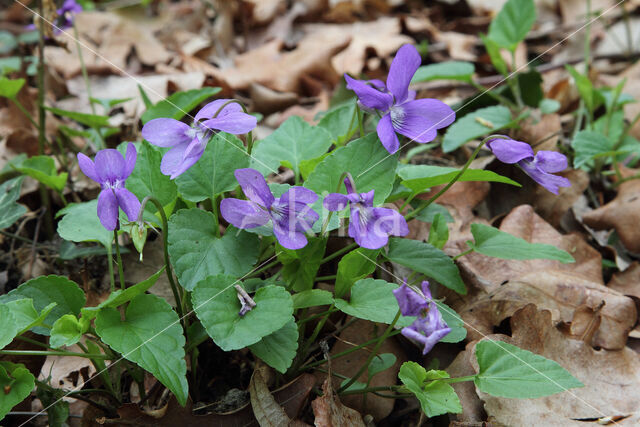 Early Dog-violet (Viola reichenbachiana)