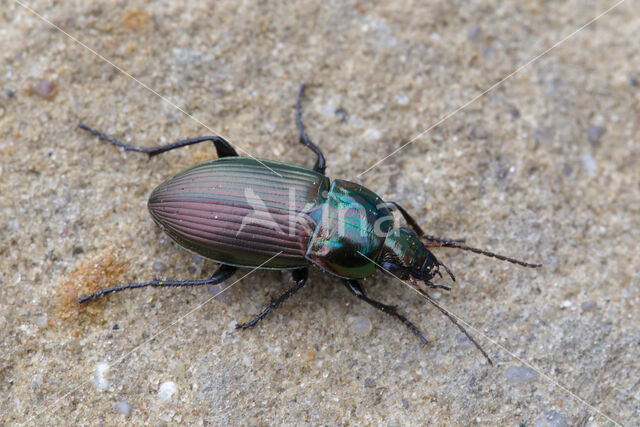 carabid beetle (Poecilus versicolor)