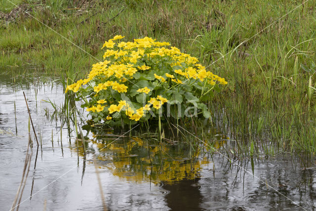 Dotterbloem (Caltha palustris)