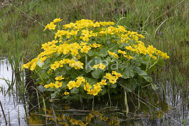 Dotterbloem (Caltha palustris)