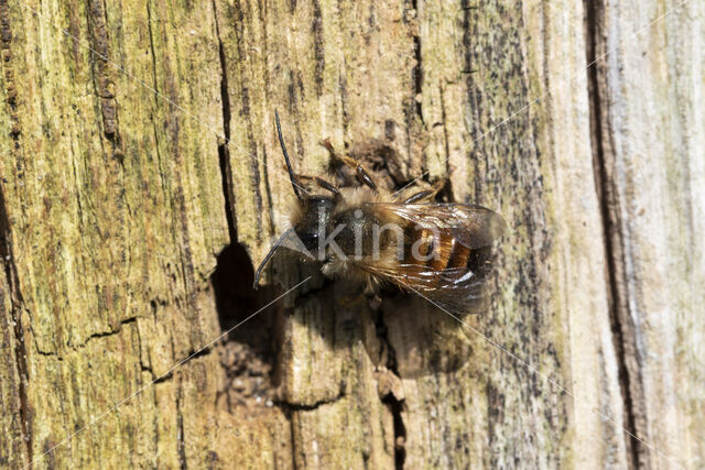 Rosse metselbij (Osmia bicornis)