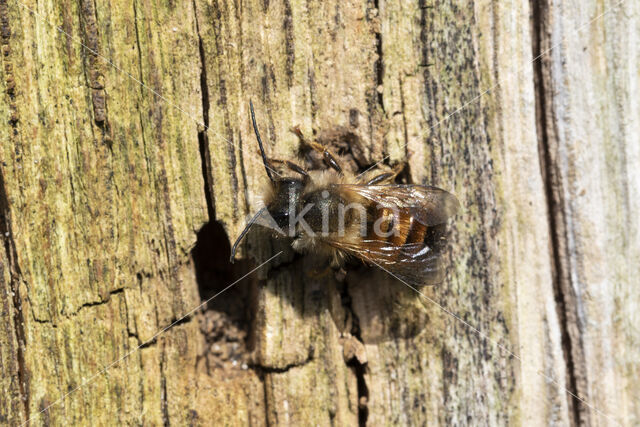 Osmia bicornis